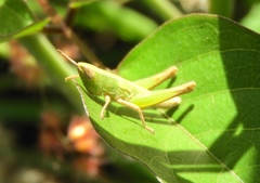 Dichromorpha prominula