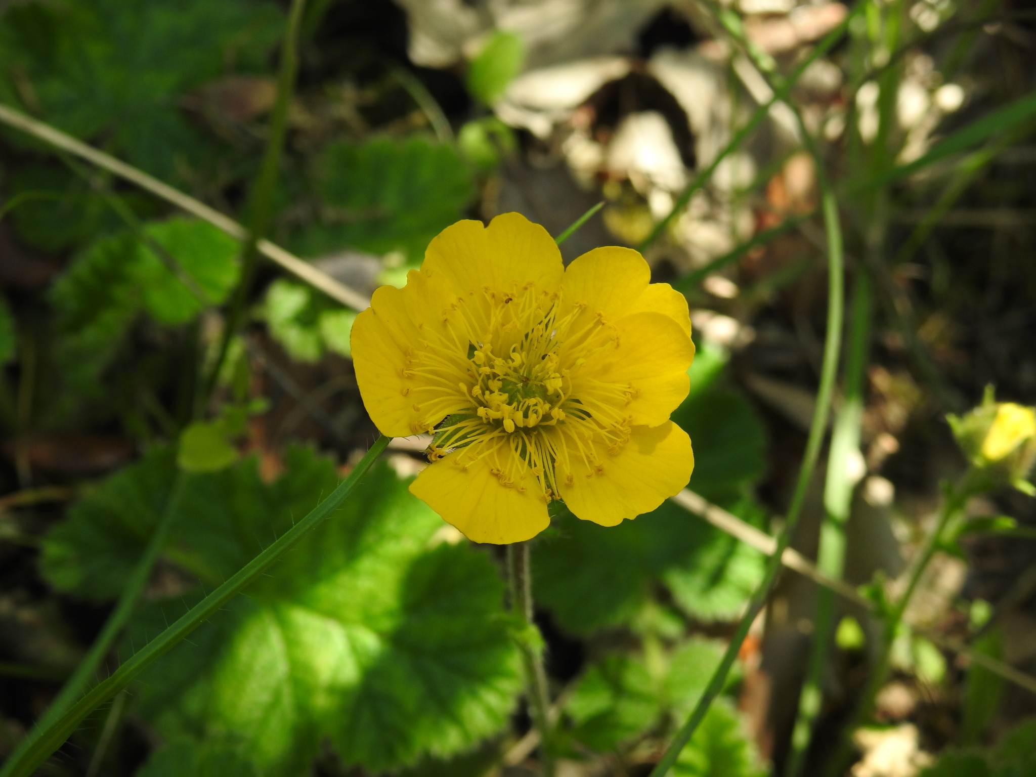 Geum Sylvaticum (Geum sylvaticum)