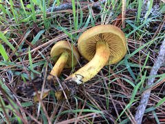 Cortinarius thiersii