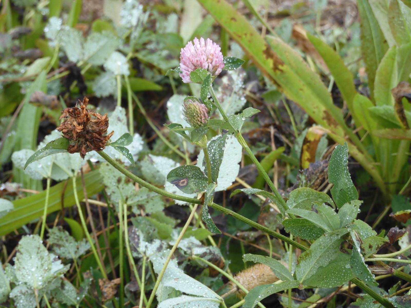Red clover