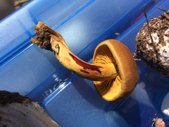 Cortinarius thiersii