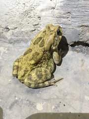 Sclerophrys garmani