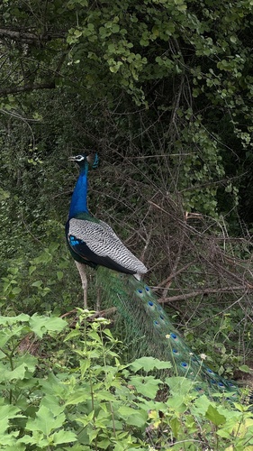 Indian Peafowl (Pavo cristatus)