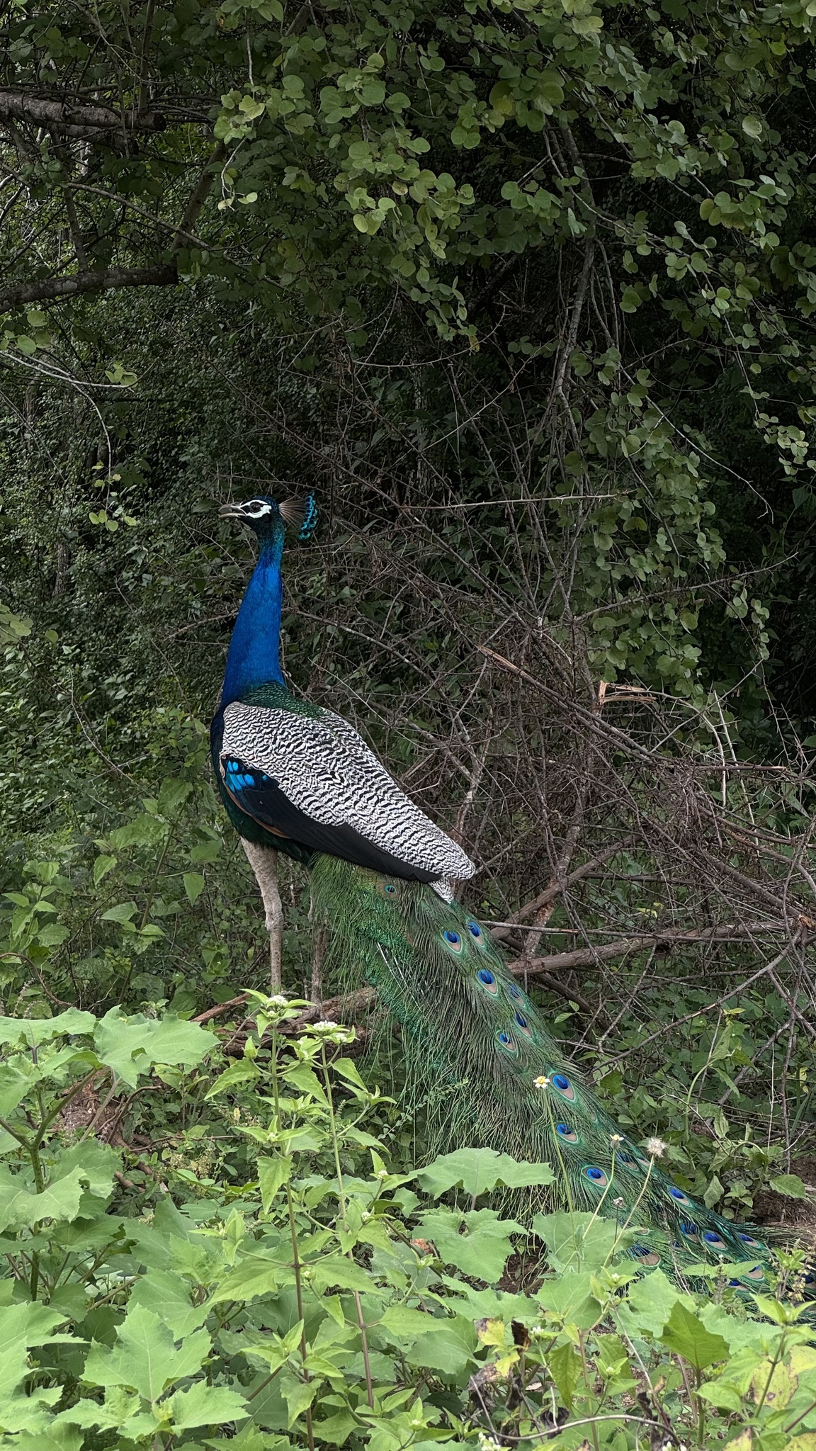 Indian Peafowl (Pavo cristatus), photo 1