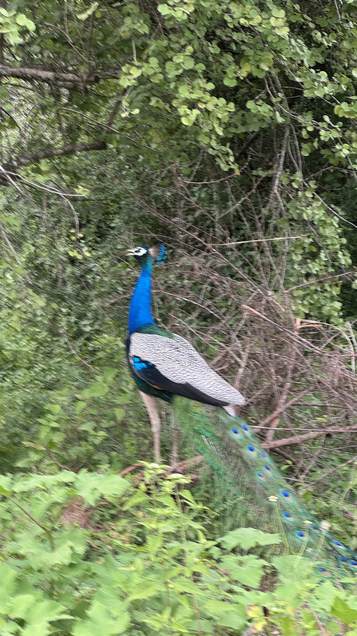 Indian Peafowl (Pavo cristatus), photo 2