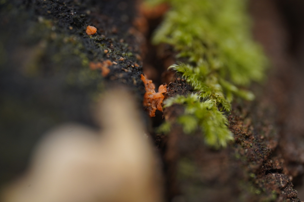 Phlebia radiata · December 2025 · photo: © larswillighagen (iNaturalist, cc0)