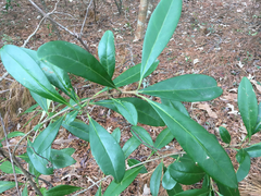 Cartrema americana