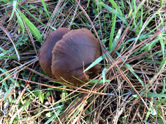 Cortinarius thiersii