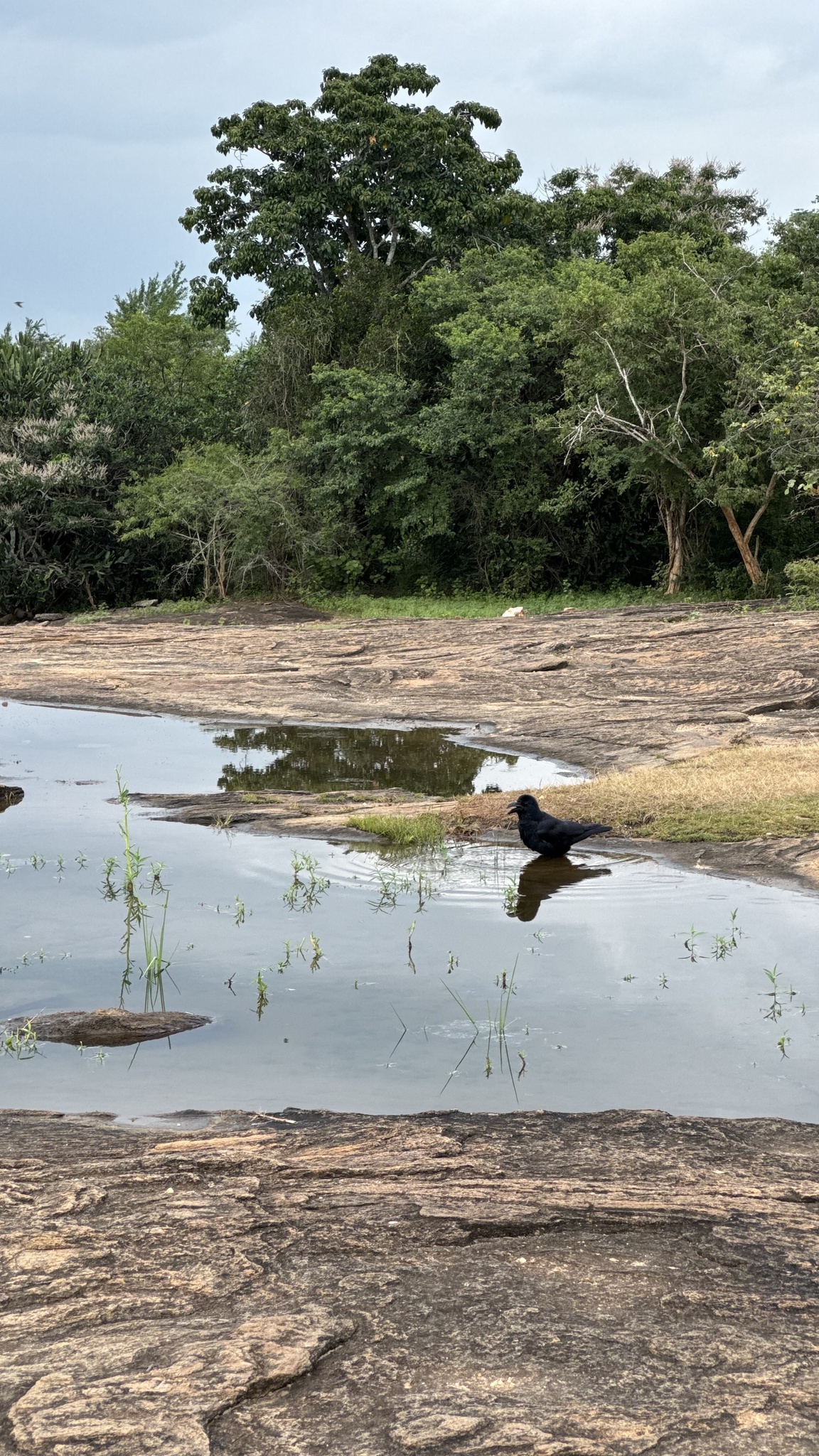 Large-billed Crow (Corvus macrorhynchos), photo 3