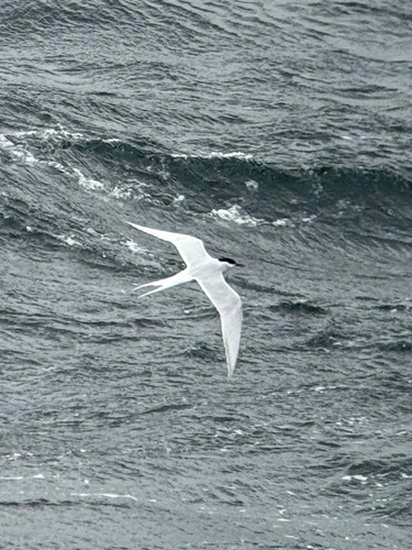 South American Tern (Sterna hirundinacea)