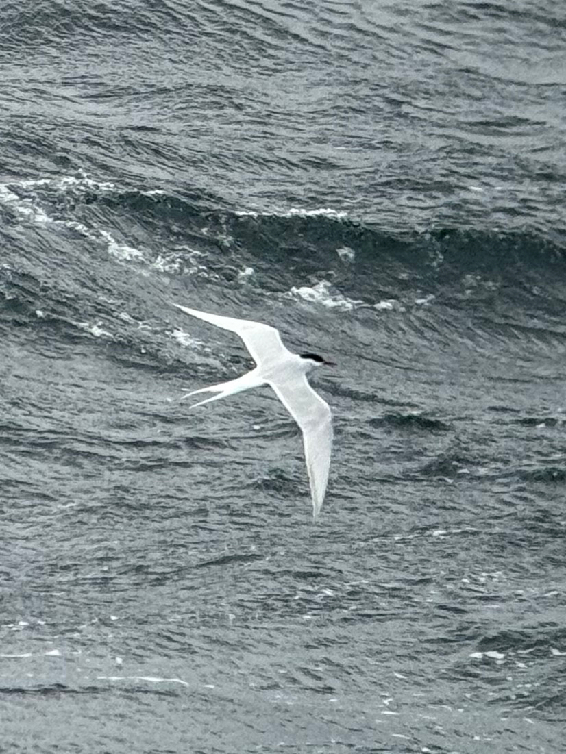 South American Tern (Sterna hirundinacea), photo 1