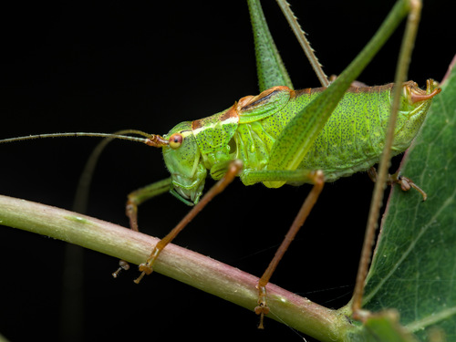 Speckled bush-cricket
