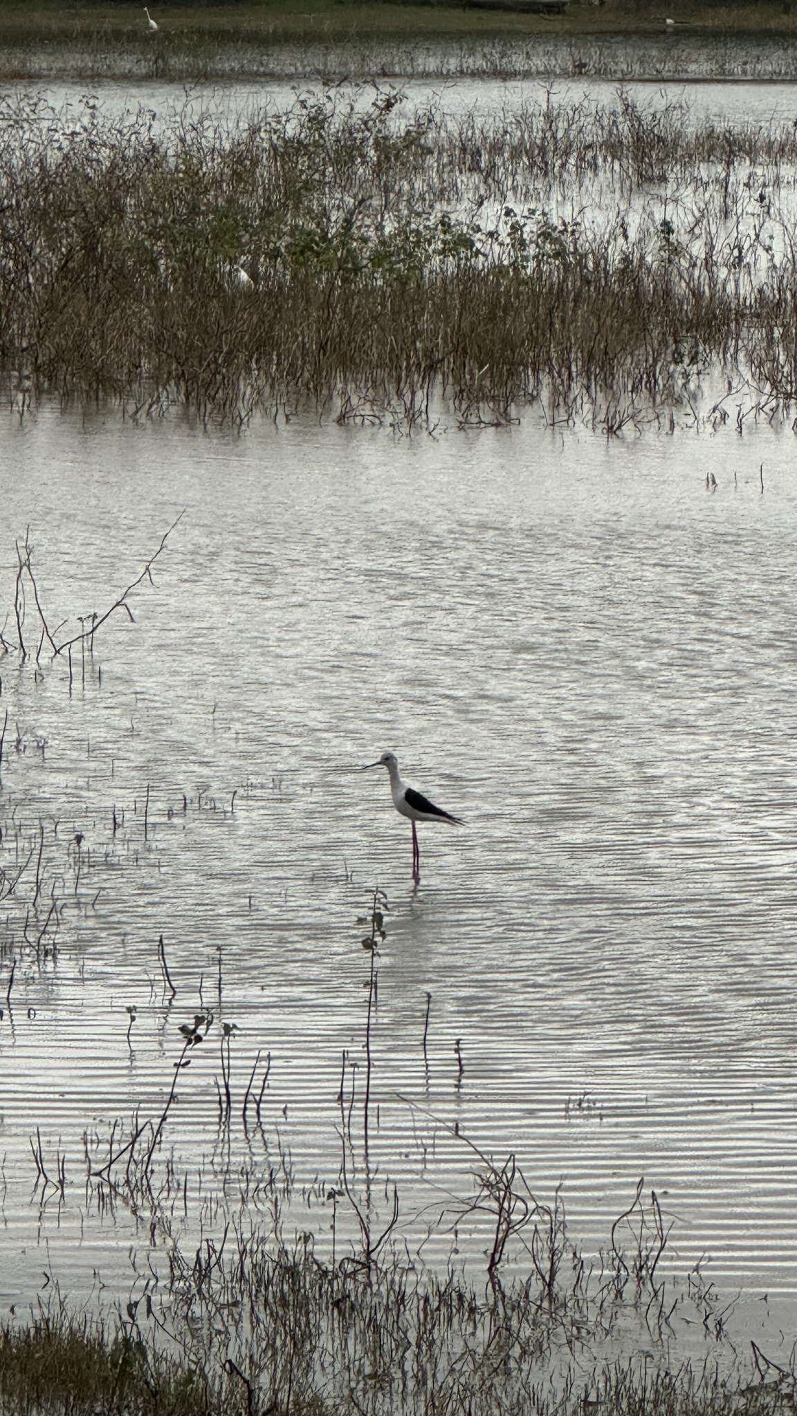 Black-winged Stilt (Himantopus himantopus), photo 3