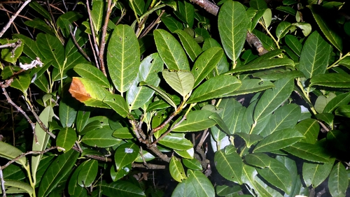 Cherry-laurel