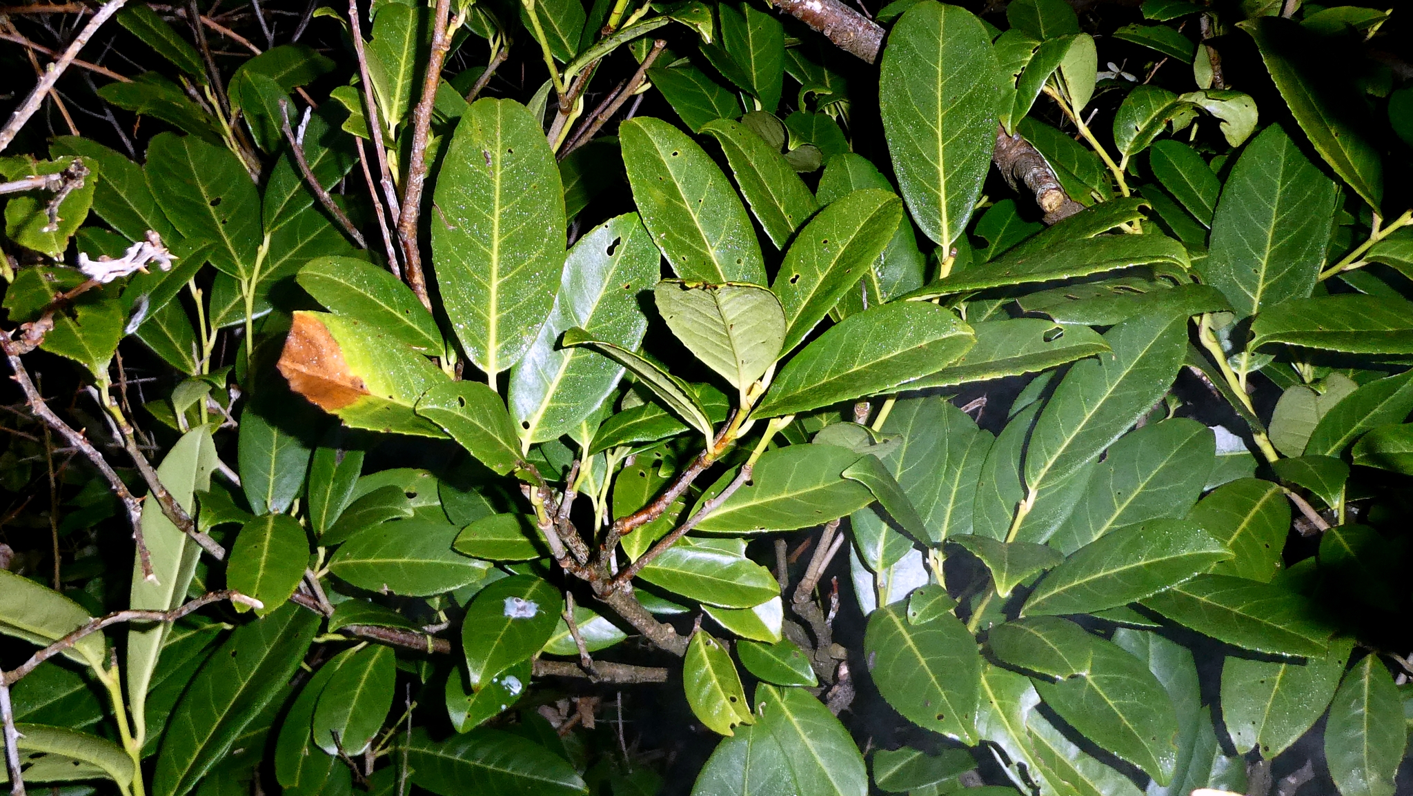 Beispielbild: Kirschlorbeer (Prunus laurocerasus)