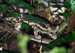 Banded Linsang photo 1