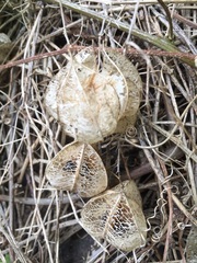 Cardiospermum grandiflorum