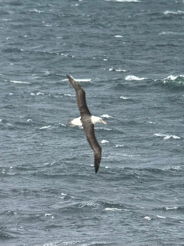 Black-browed Albatross (Thalassarche melanophris), photo 9