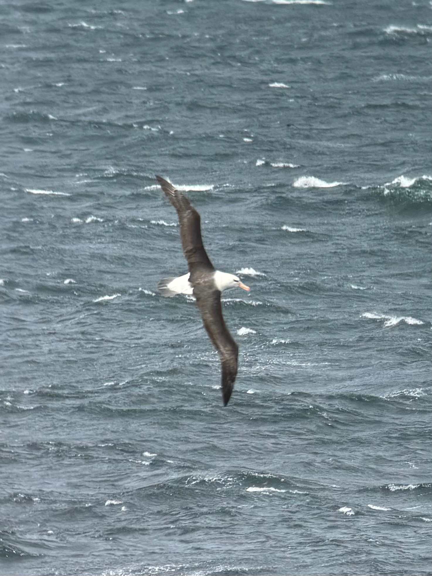 Black-browed Albatross (Thalassarche melanophris), photo 7
