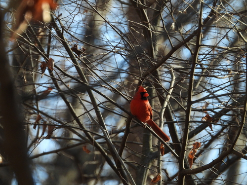 Northern Cardinal (Cardinalis cardinalis), photo 7