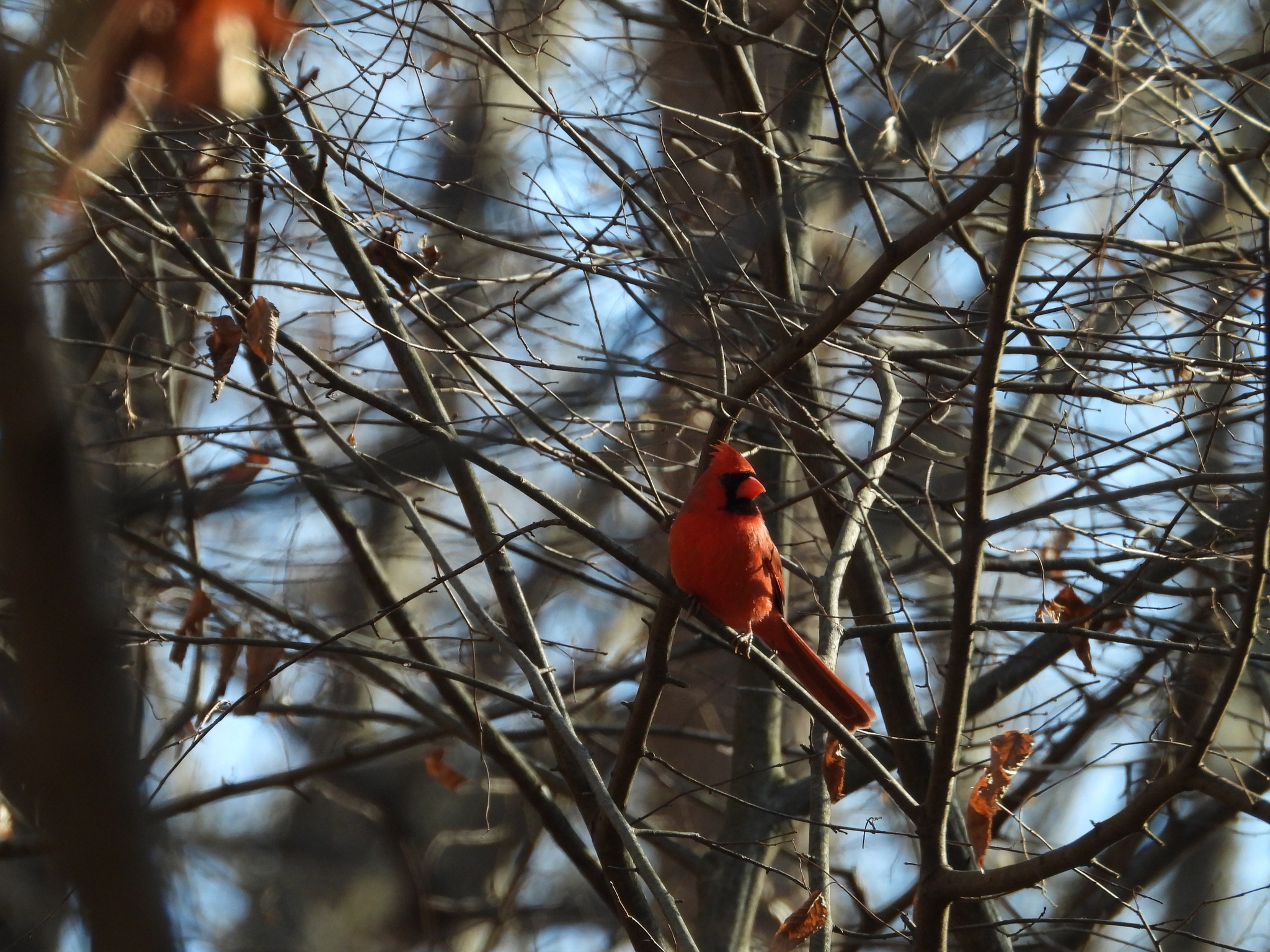 Northern Cardinal (Cardinalis cardinalis), photo 7
