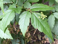 Cardiospermum grandiflorum