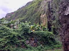 Cardiospermum grandiflorum