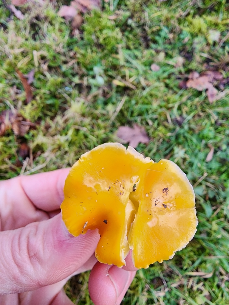 Hygrocybe chlorophana · January 2026 · photo: © dave_r_clark (iNaturalist, cc-by)
