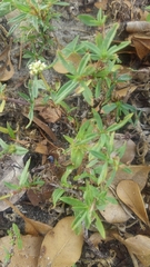 Spermacoce verticillata