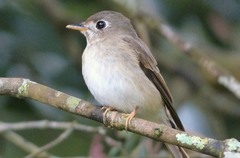 Muscicapa