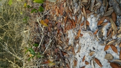 Plestiodon reynoldsi