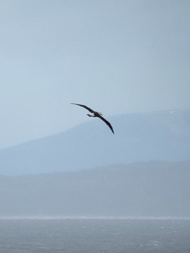 Black-browed Albatross (Thalassarche melanophris), photo 10