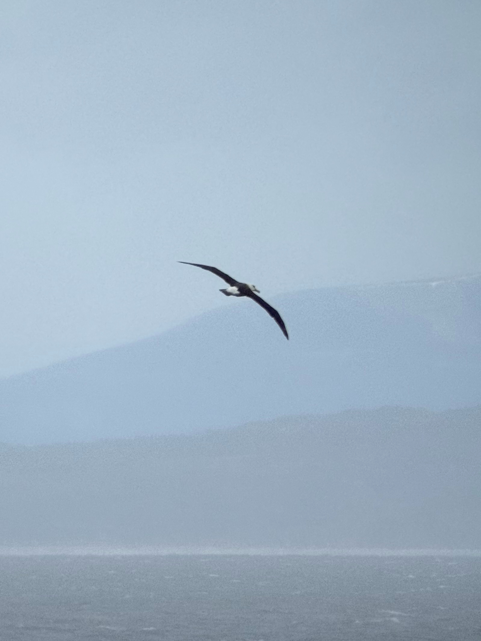 Black-browed Albatross (Thalassarche melanophris), photo 8