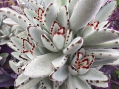Kalanchoe tomentosa