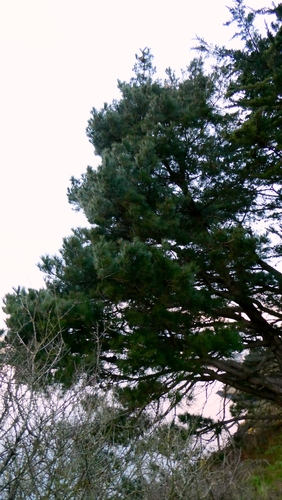 Insignis pine
