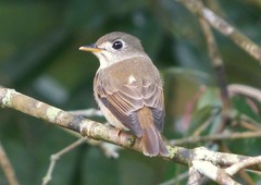 Muscicapa