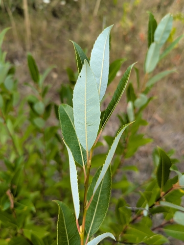 Blueleaf Willow (Salix myricoides)