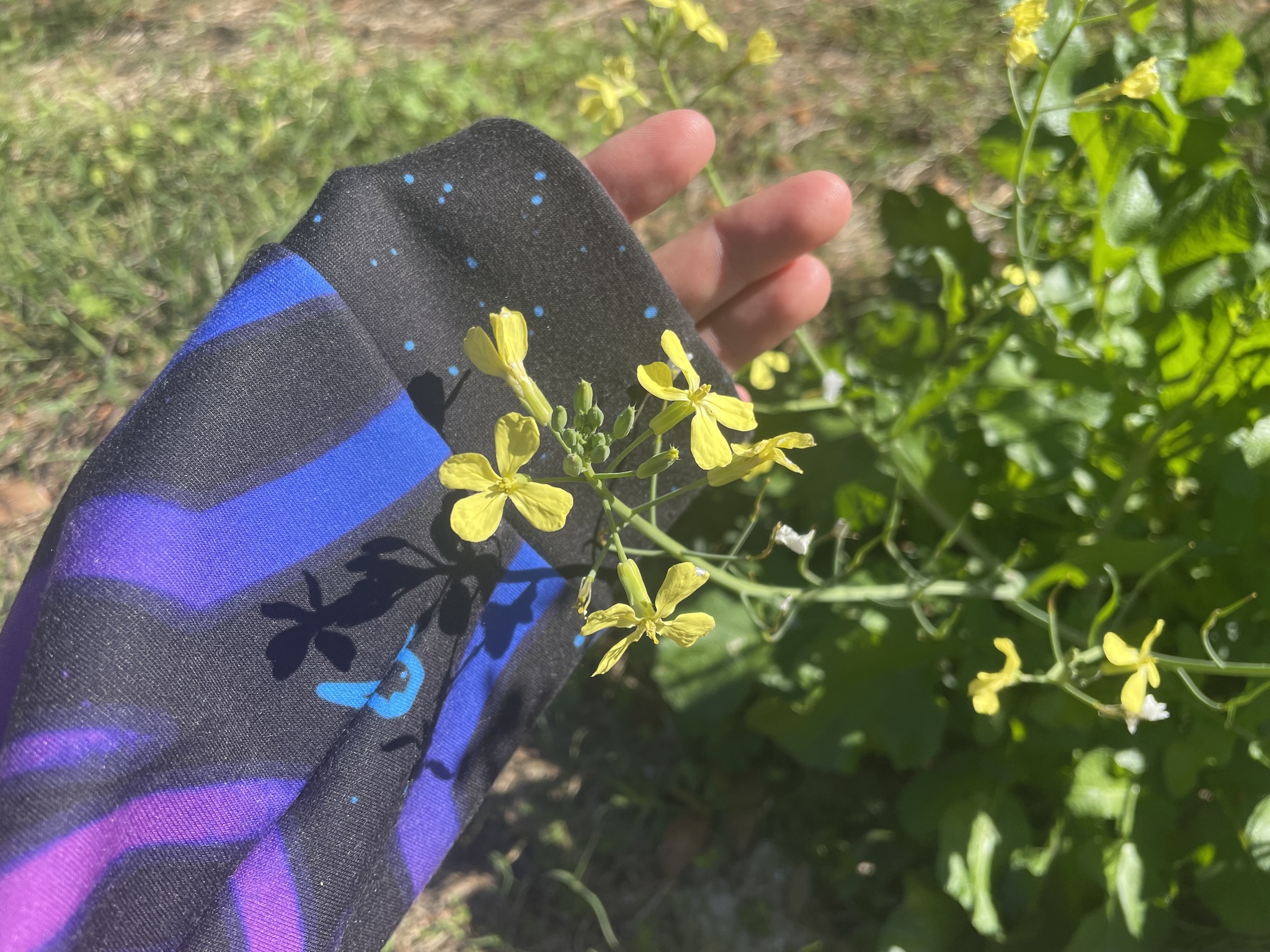 Wild radish