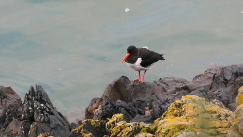 Eurasian Oystercatcher (Haematopus ostralegus), photo 6