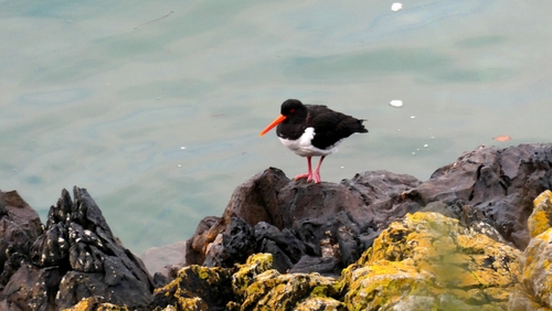 Eurasian Oystercatcher (Haematopus ostralegus), photo 7
