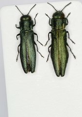 Agrilus sulcicollis