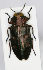 Chrysobothris affinis