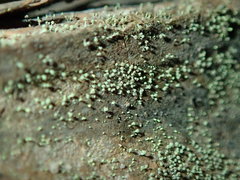 Chaenotheca brachypoda