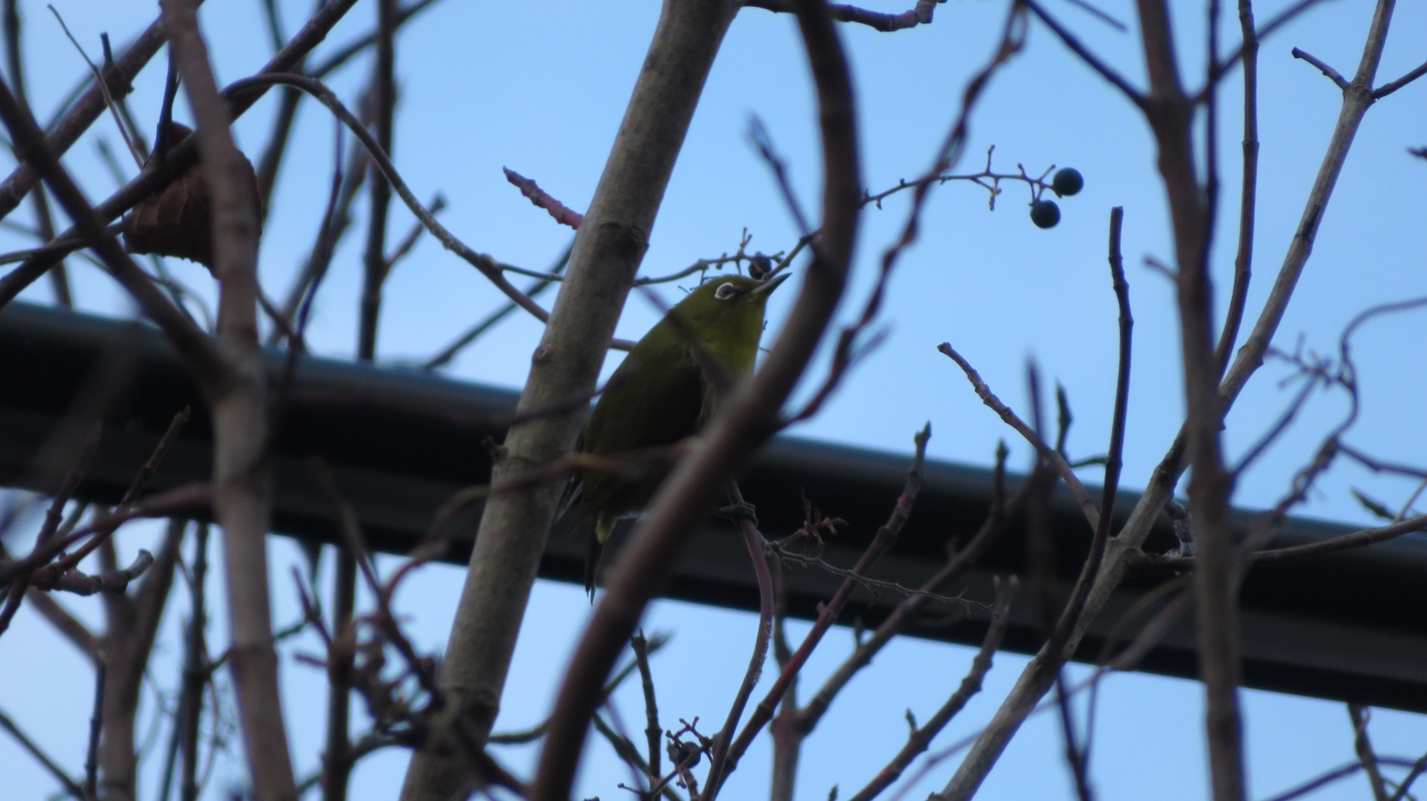 Warbling White-eye (Zosterops japonicus), photo 2