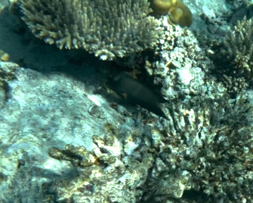 Ctenochaetus striatus