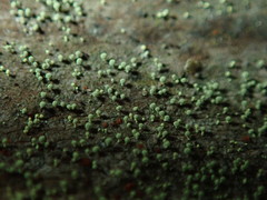 Chaenotheca brachypoda