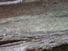 Chaenotheca brachypoda