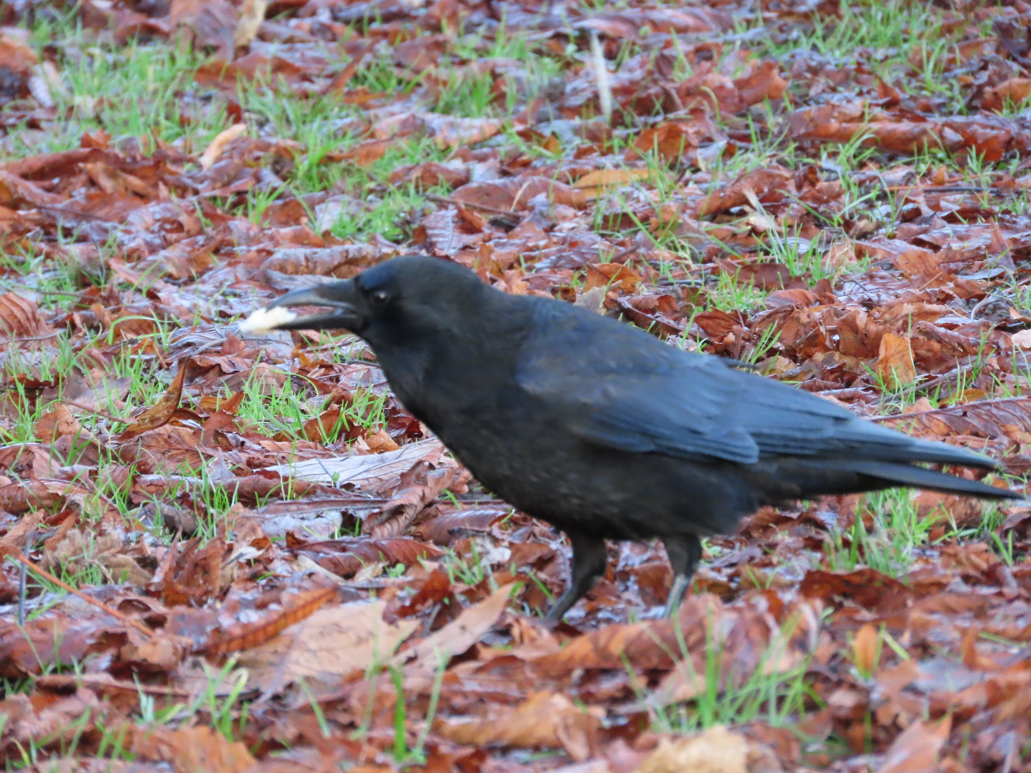 Carrion Crow (Corvus corone), photo 5