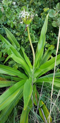 Crinum asiaticum image