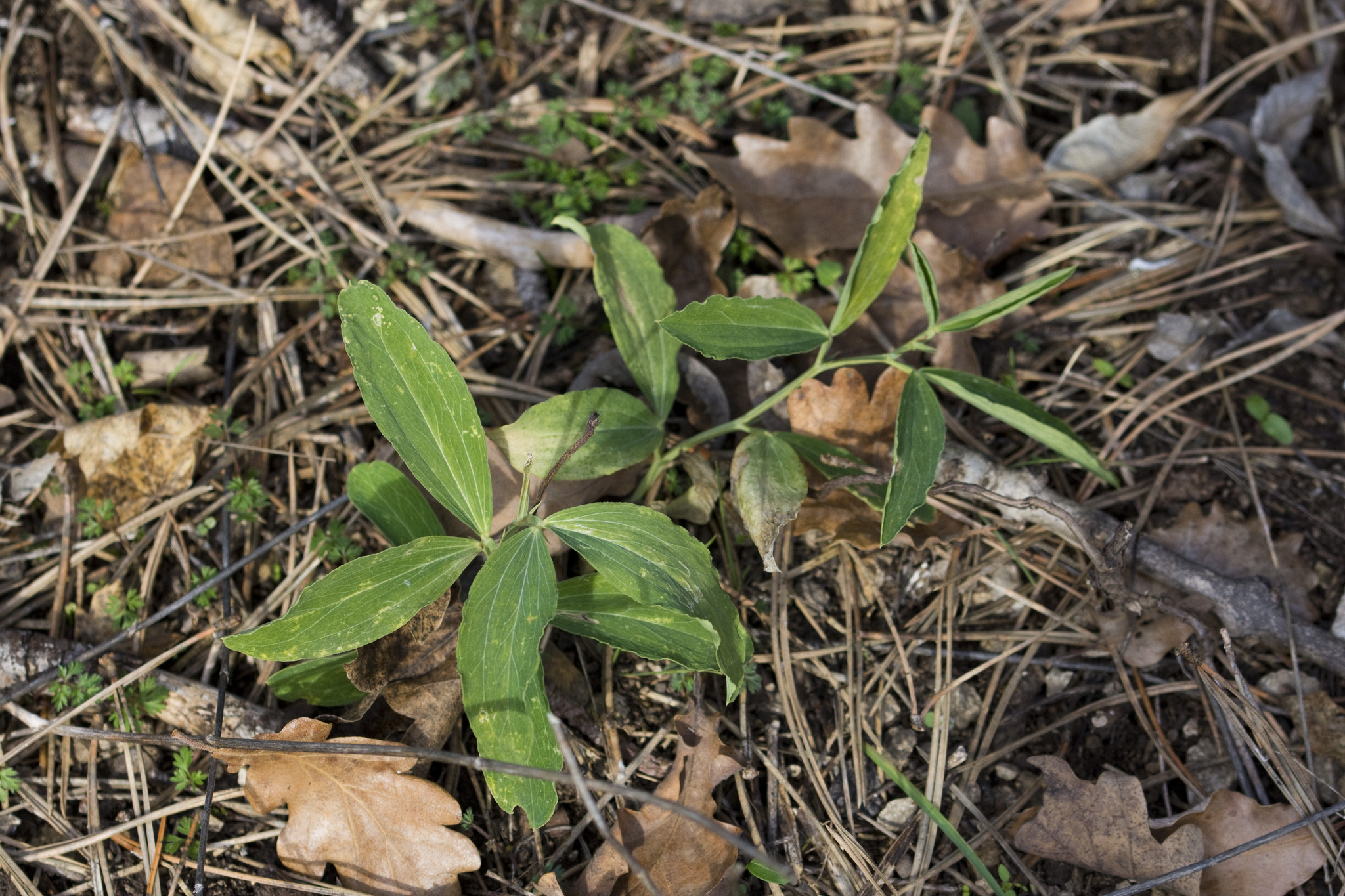 Perennial peavine